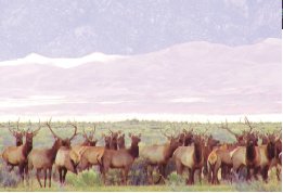 Elk at Sand Dune